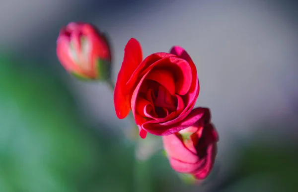 Botões Floridos Que Começaram Abrir Botões Flor Gerânio — Fotografia de Stock