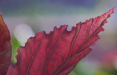                      Kırmızı yapraklı makro resim, çiçek yaprakları          