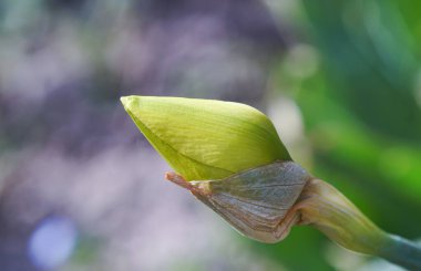                          Açılmamış sarı lale tomurcukları açılmak üzere.      
