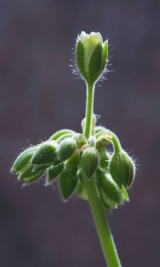                        Beyaz sardunya çiçeklerinin açılışının arifesinde        