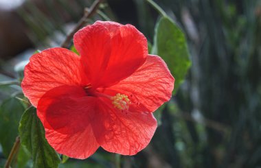              Çin kırmızı gülü tamamen açıldığında                  