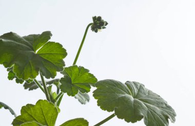                             Beyaz arkaplanda sardunya çiçeği tomurcukları   