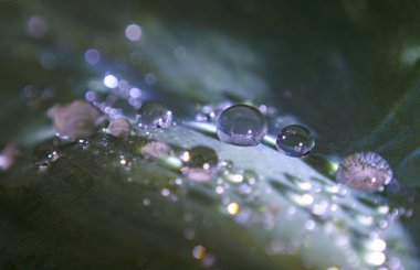                        Bitki yaprağındaki büyük su damlacıklarının makro görüntüsü        