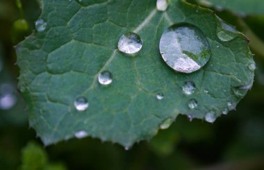                      Bitki yaprağındaki büyük su damlacıklarının makro görüntüsü          
