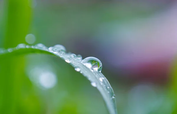 Növénylevélen Lévő Nagy Vízcseppek Makro Képe — Stock Fotó