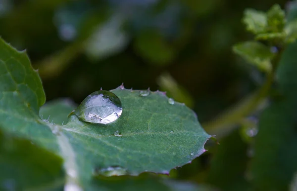 Imagem Macro Grandes Gotículas Água Uma Folha Planta — Fotografia de Stock