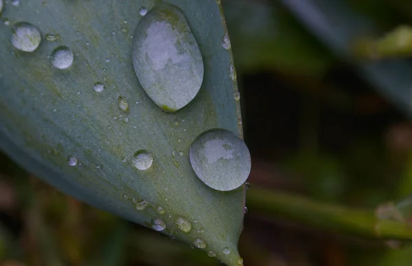 Macro Immagine Grandi Goccioline Acqua Una Foglia Pianta — Foto Stock