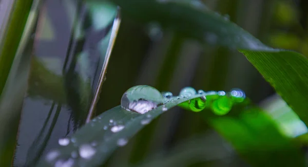 Imagem Macro Grandes Gotículas Água Uma Folha Planta — Fotografia de Stock