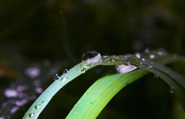 Macro Immagine Grandi Goccioline Acqua Una Foglia Pianta — Foto Stock