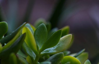                 Para ağacı tomurcukları, genç para ağacı               