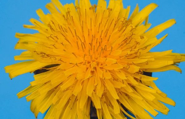 Makrobild Einer Gelben Blume Auf Einem Koks Hintergrund — Stockfoto