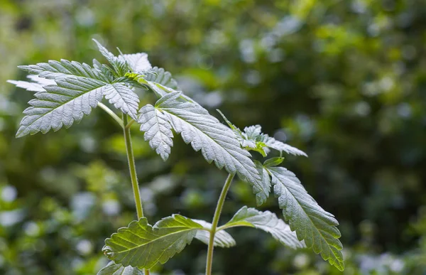 Knopparna Den Nya Cannabisplantan Öppnar Blad — Stockfoto