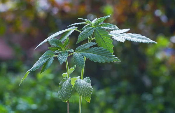                     Yeni ortaya çıkan kenevir bitkisinin tomurcukları şimdi yaprakları açıyor           