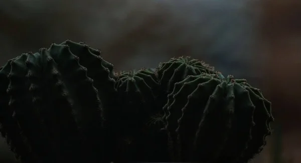 Pianta Cactus Rotondo Diversi Unico Luogo — Foto Stock
