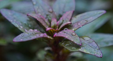                          Bitki yapraklarındaki su damlacıklarının makro görüntüsü      