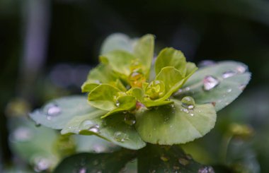         Bitki yapraklarındaki su damlacıklarının makro görüntüsü                       