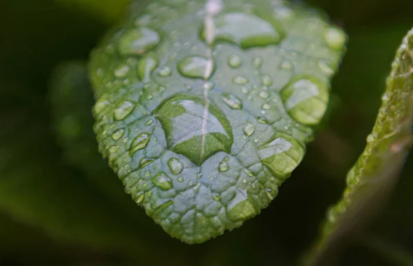 Növényi Leveleken Lévő Vízcseppek Makroképe — Stock Fotó