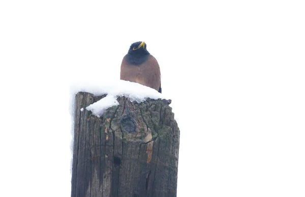 Direkte Oturan Bir Kuş Tepeden Bakan Bir Kuş — Stok fotoğraf