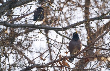          Ağaç dalına tünemiş bir kuş, sarı gagalı bir kuş.                      
