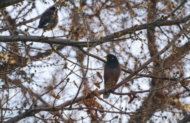               Ağaç dalına tünemiş bir kuş, sarı gagalı bir kuş.                