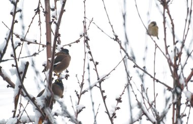                 Ağaçların dallarındaki kuşlar, dallara tünemiş kuşlar, aşağıdan yiyecek arıyorlar..               
