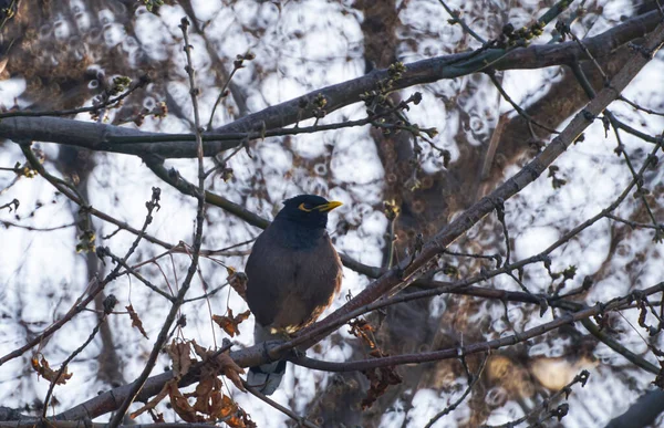                     Ağaç dalına tünemiş bir kuş, sarı gagalı bir kuş.           