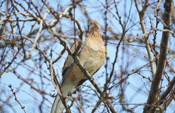 가지에 비둘기 — 스톡 사진