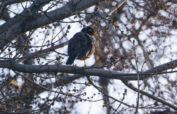 Uccello Appollaiato Ramo Albero Uccello Dal Becco Giallo — Foto Stock