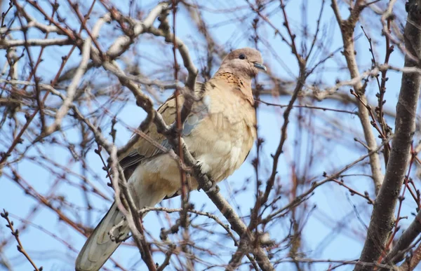 木の枝に鳥の着陸 — ストック写真