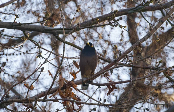 Seekor Burung Bertengger Cabang Pohon Burung Dengan Paruh Kuning — Stok Foto