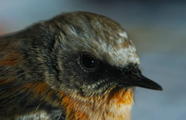 Kleine Gele Vogel Vogel Kan Niet Vliegen Licht Gewond — Stockfoto