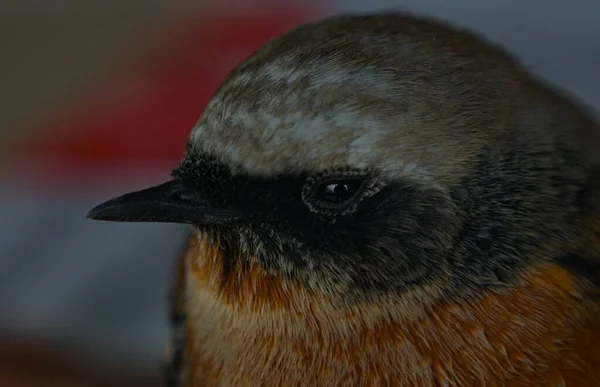 Small Yellow Bird Bird Can Fly Slightly Injured — Stock Photo, Image