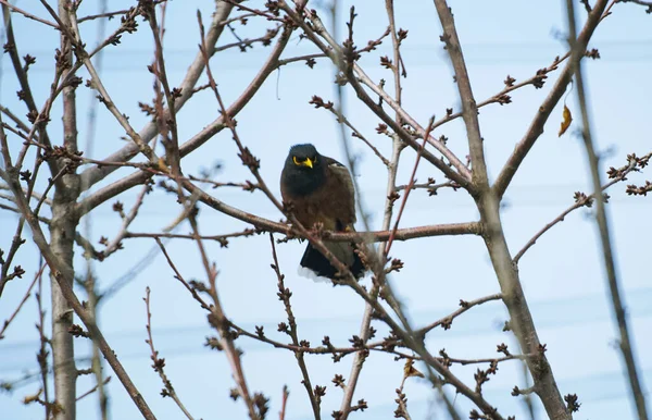 Burung Pipit Antara Cabang Cabang Pinus Burung Menatap Langit — Stok Foto