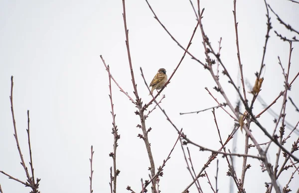 Ağaçların Dallarındaki Kuşlar Dallara Tünemiş Kuşlar Aşağıdan Yiyecek Arıyorlar — Stok fotoğraf