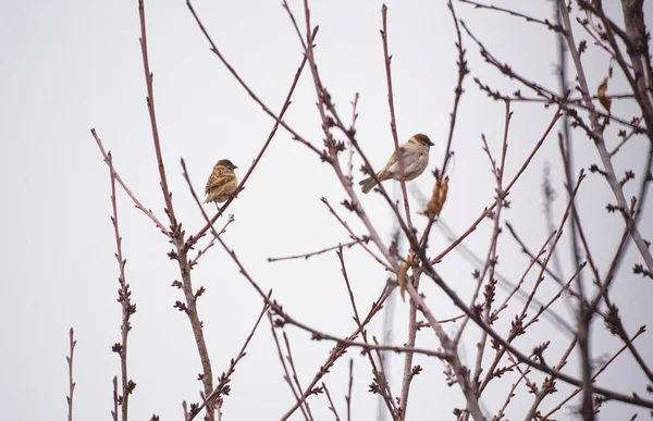 木の枝に鳥 枝に鳥 下から食べ物を探す — ストック写真