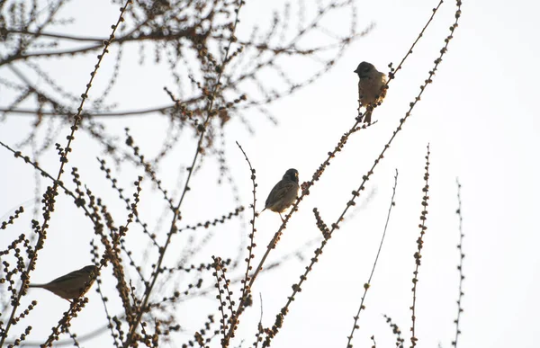 木の枝には鳥が数羽いる — ストック写真