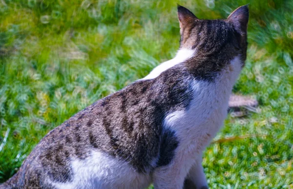 Gato Gris Está Cazando Naturaleza — Foto de Stock