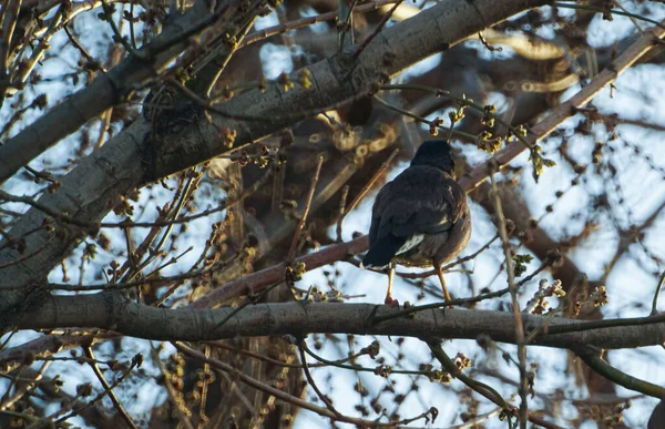 The bird looked at the tree, the bird looked back