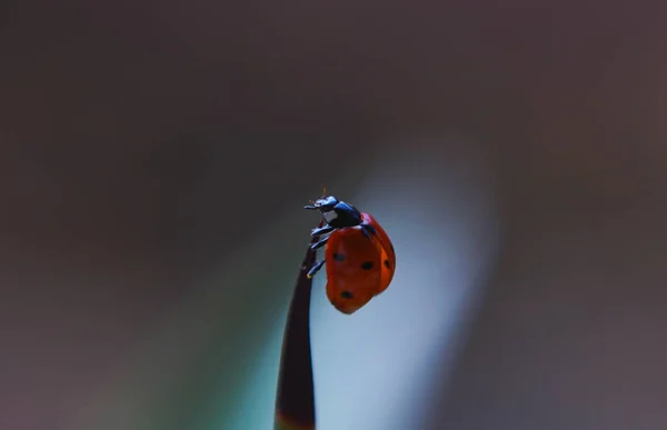 Κόκκινο Σκαθάρι Στο Φύλλο Του Φυτού Μακροεικόνα — Φωτογραφία Αρχείου