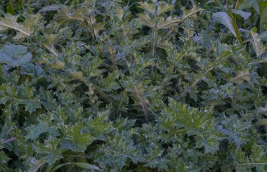                       Yaprak döken dikenli bitkilerin geniş yaprakları.         