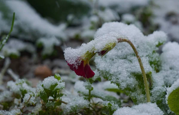 Snowed Flowers Flowers Froze — Stock Photo, Image