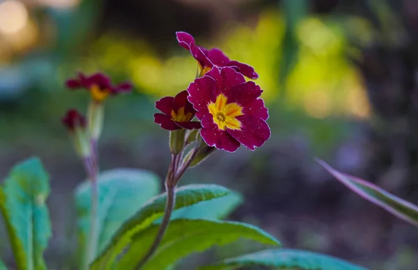 Dark Red Bell Flowers Open Beautifully —  Fotos de Stock