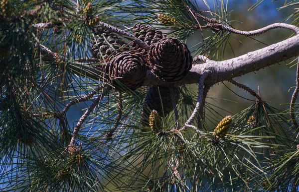 Fruit Pine Branch Several Fruits One Branch — Stock Photo, Image