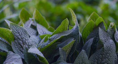                                Bitkinin büyük yaprakları ve çok sayıda yaprakları var.