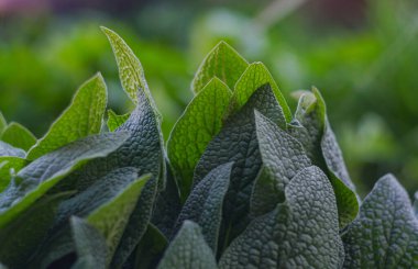              Bitkinin büyük yaprakları ve çok sayıda yaprakları var.                  