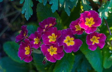                         Kırmızı çiçekler açıldı, kurutucu çiçekler açıldı.       