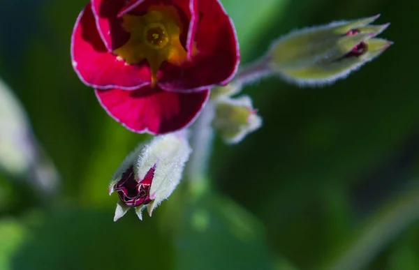 Червоні Квіти Бутони Незакриті Бутони — стокове фото