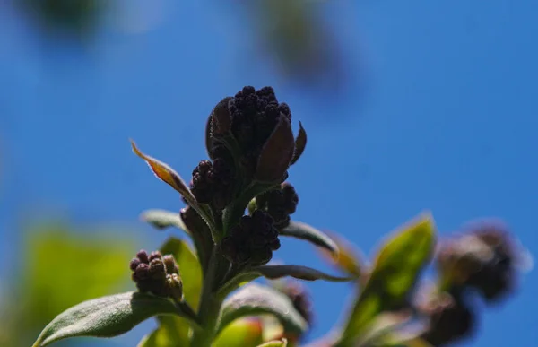 Квітка Сирени Макрозображення Невідкритого Бутона — стокове фото