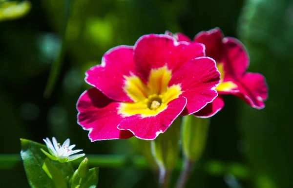 Pequenas Flores Sino Vermelho Estão Abrindo — Fotografia de Stock