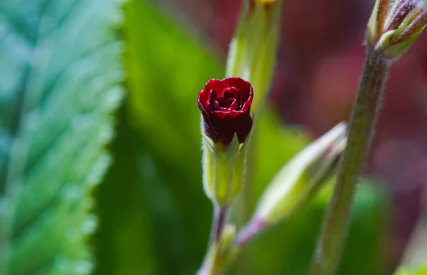 Відкриваються Маленькі Червоні Квіти — стокове фото